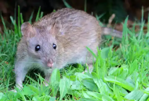 Rat brun (Rattus norvegicus) dans l'herbe, pelage brun et longue queue