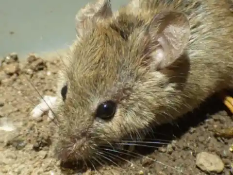 Souris domestique (Mus musculus) en gros plan, pelage gris-brun et grandes oreilles