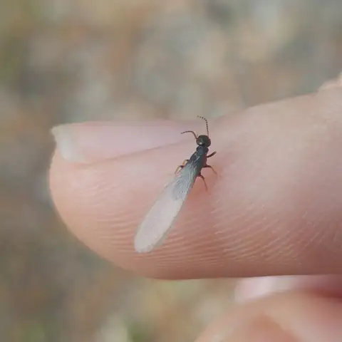 Termite souterrain ailé (Reticulitermes flavipes) posé sur un doigt : petit corps noir, longues ailes translucides